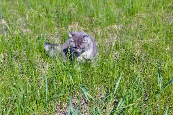 Gray Street Cat Hunting Green Grass Closeup — Stock Photo, Image