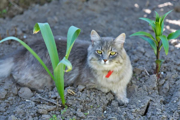 Gray Street Kat Met Rode Halsband Lentetuin Buiten Close Zitten — Stockfoto