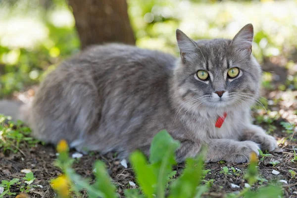 春の庭で屋外のクローズ アップに座って カメラを見て赤襟付きグレー猫 — ストック写真