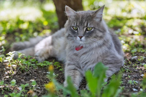 Gray Street Cat Red Collar Sitting Outdoor Closeup Spring Garden — Stock Photo, Image