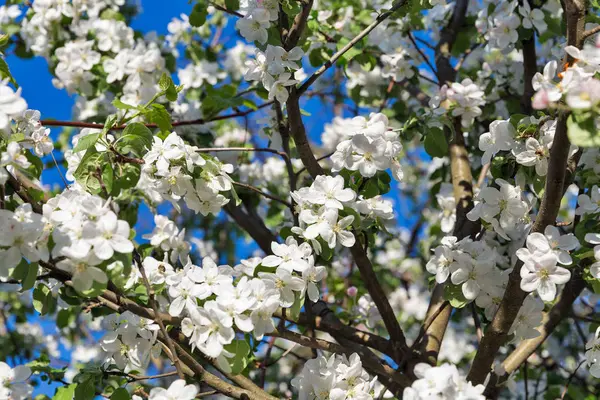Bahar elma ağacı çiçek açan çiçekler closeup arka planı mavi gökyüzü