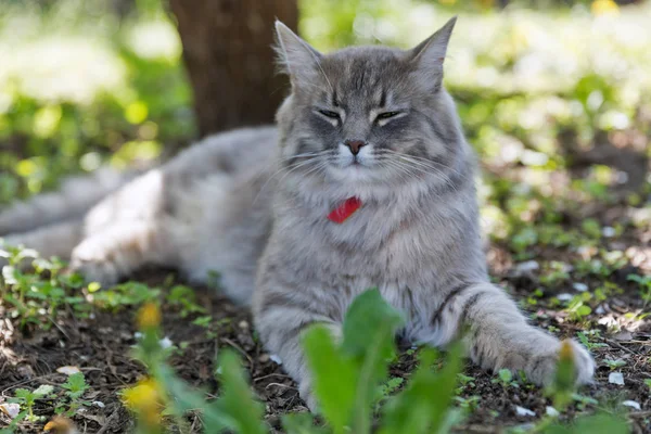 Gray Street Cat Red Collar Sitting Outdoor Closeup Spring Garden — Stock Photo, Image