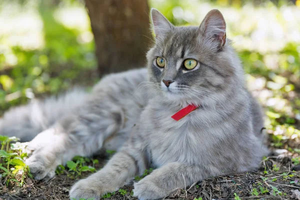 Gray Street Cat Red Collar Sitting Outdoor Closeup Spring Garden — Stock Photo, Image