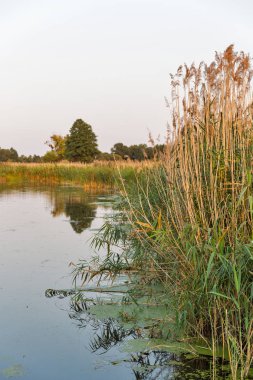 Ros nehir günbatımı yaz reed, merkezi Ukrayna.