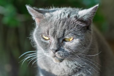 İskoç purebred Gri kedi göz göz aşırı closeup