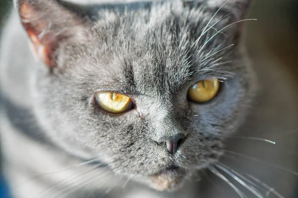 Scottish Purebred Gray Cat Eye Look Extreme Closeup — Stock Photo, Image