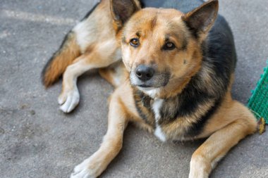 outbred sevimli köpek evi korur