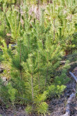 genç çam ağaçları içinde çam ormanı closeup dikim satırları