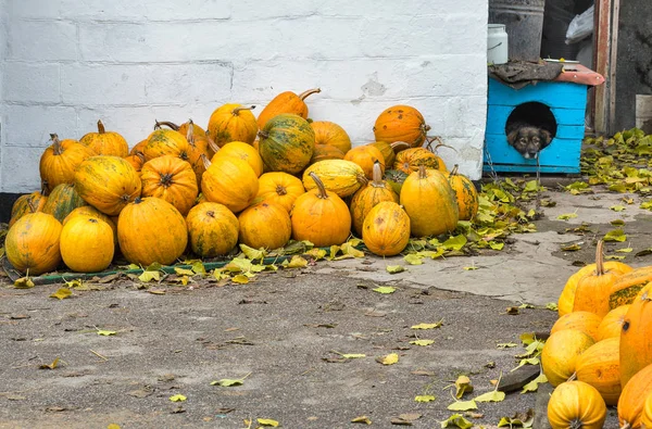 Outbred Cute Dog Chain Guards House Pumpkins — Stock Photo, Image