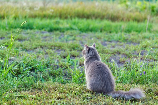 Gray Street Cat Sitter Tillbaka Utomhus Grönt Gräs — Stockfoto