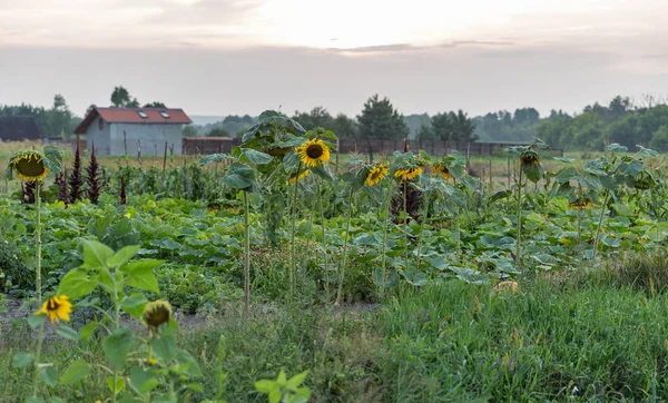 夕暮れのひまわり風景と夏野菜の庭中央ウクライナ — ストック写真