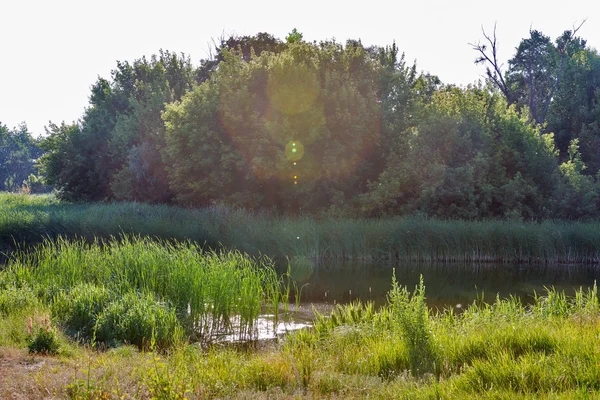 Sommaren Floden Ros Landsbygdens Landskap Med Solen Strålar Ukraina — Stockfoto