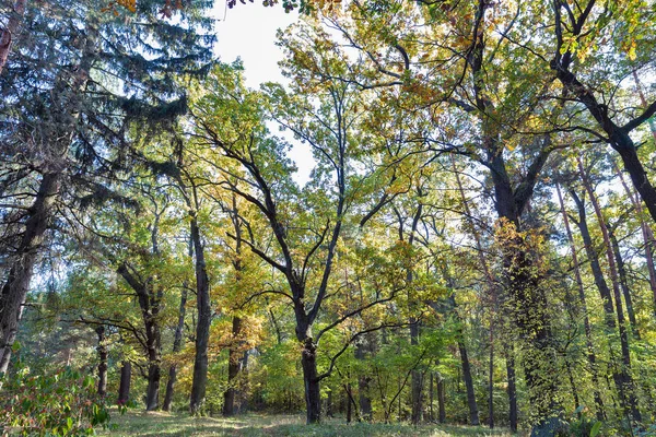 夏季にはオークの森 — ストック写真