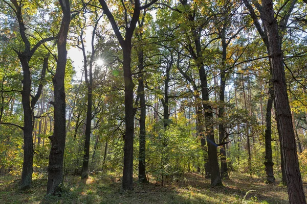 Bosque de roble en verano — Foto de Stock