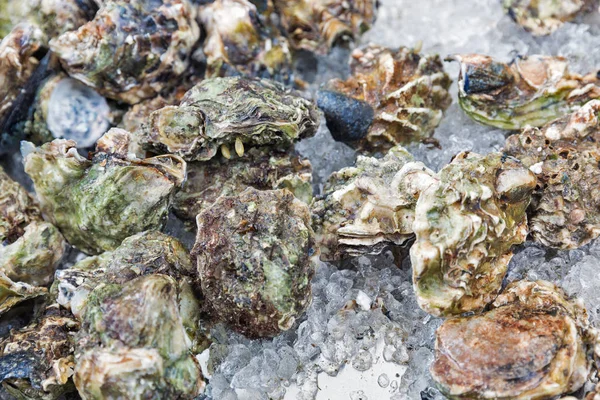 Verse rauwe oesters achtergrond closeup — Stockfoto