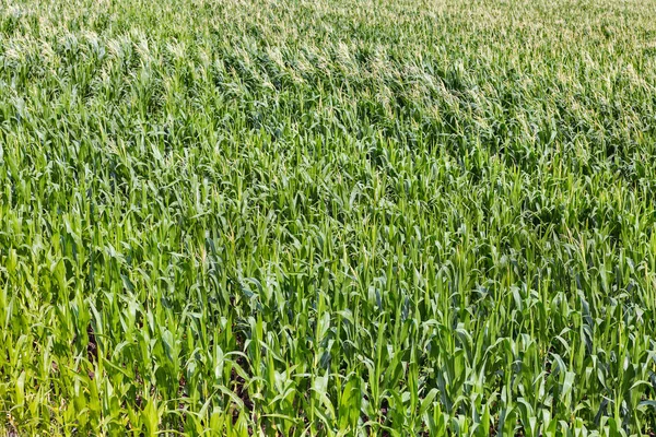 Giovane campo di mais sfondo — Foto Stock