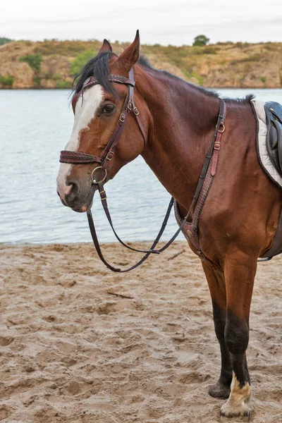 Cavalo na praia do rio areia — Fotografia de Stock