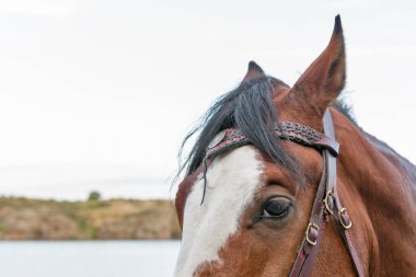 at nehir kenarında çekim