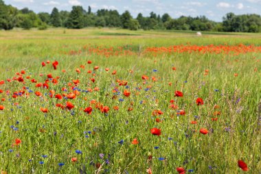Yabani haşhaş ile yaz manzara
