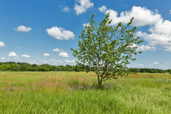 Letní krajina s divokými máky a stromem — Stock fotografie