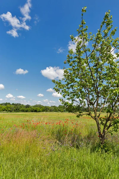 Letní krajina s divokými máky a stromem — Stock fotografie