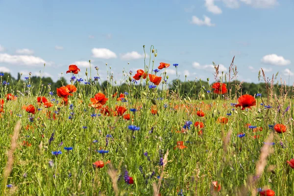 Sommerlandschaft mit wildem Mohn — Stockfoto