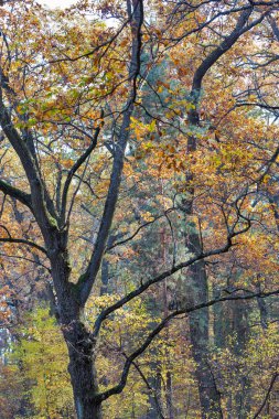 Ormandaki yaşlı meşe ağaçları