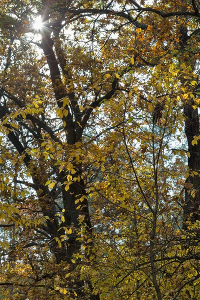 Las dębowy ze słońcem patrząc przez gałęzie — Zdjęcie stockowe