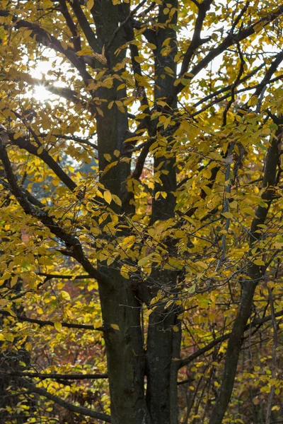 Las dębowy ze słońcem patrząc przez gałęzie — Zdjęcie stockowe