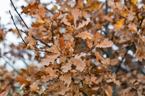 Kolorowe jesienne liście w lesie — Zdjęcie stockowe