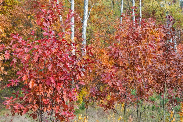 Giovane quercia nella foresta — Foto Stock