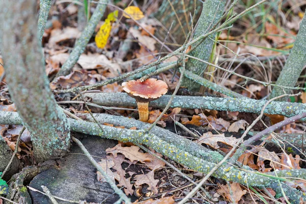 Champignons Fausse chanterelle dans la forêt d'automne gros plan — Photo