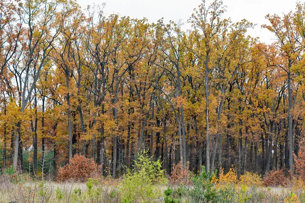 Floresta magnífica no dia de outono — Fotografia de Stock