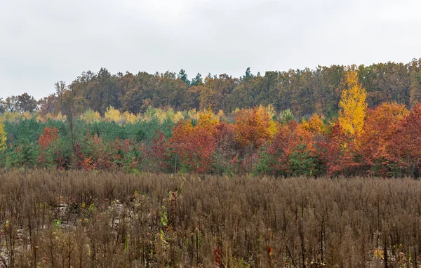 Wspaniały las jesienią dnia — Zdjęcie stockowe