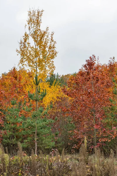 Magnifica foresta in autunno giorno — Foto Stock