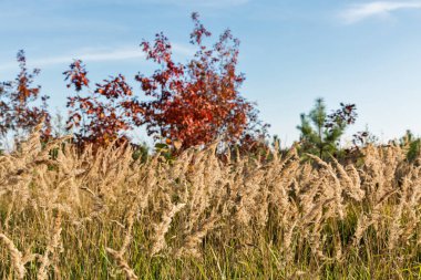 Orta Ukrayna'da aşağıdan Sonbahar manzara