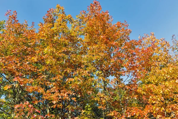 Młode drzewo dębu w jesiennym lesie — Zdjęcie stockowe