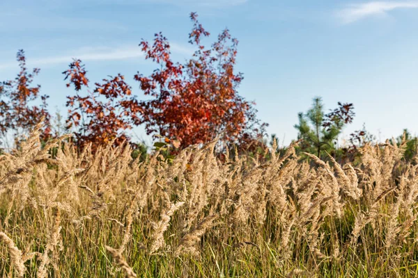 Paesaggio autunnale dal basso in Ucraina centrale — Foto Stock