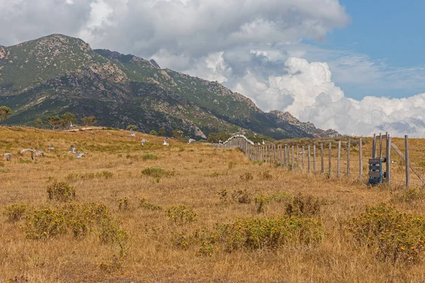 Ajaccio yakınlarındaki Capo di Feno manzara, Korsika, Fransa. — Stok fotoğraf