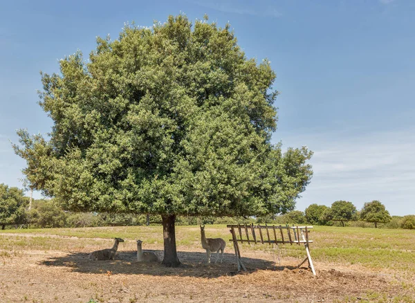 Landskap med lamor på Korsika, Frankrike. — Stockfoto