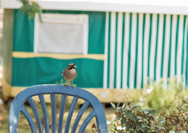 Jay pájaro sentado en silla al aire libre — Foto de Stock