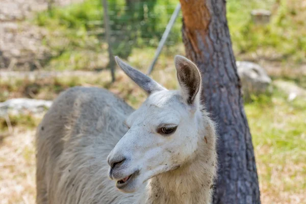 White Llama porträtt på Korsika, Frankrike. — Stockfoto