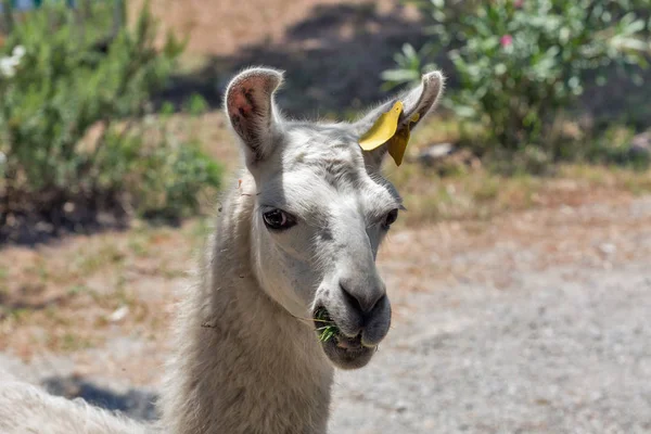White Llama porträtt på Korsika, Frankrike. — Stockfoto