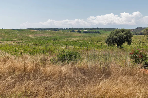 Korsika landskap med övergivna vingård, Frankrike. — Stockfoto
