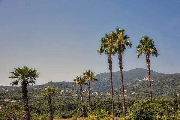 Corsica landschap met palmen, Frankrijk. — Stockfoto