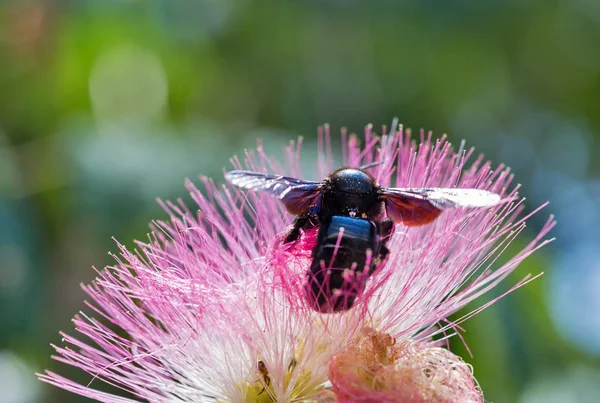 在法国科西嘉岛与大黄蜂开花的阿尔比扎朱里布里辛树. — 图库照片