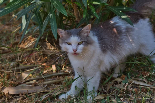 Страйкбольная кошка на острове Корсика, Франция . — стоковое фото