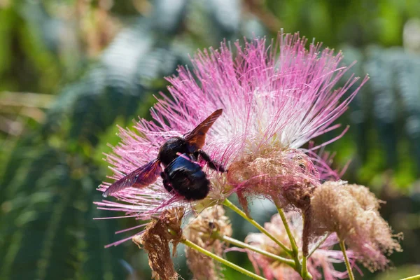 Korsika adasında bumblebee ile çiçek açan Albizia julibrissin ağacı, Fransa. — Stok fotoğraf