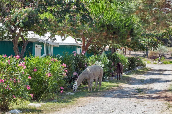 Llama al pascolo sull'isola di Corsica, Francia . — Foto Stock