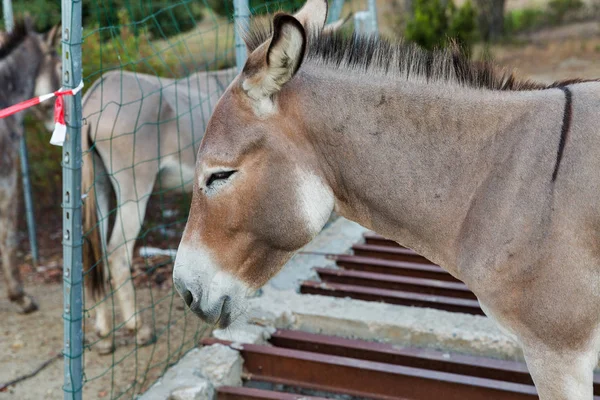 Donkey closeup på Korsika Island, Frankrike. — Stockfoto
